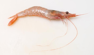 gamba blanca