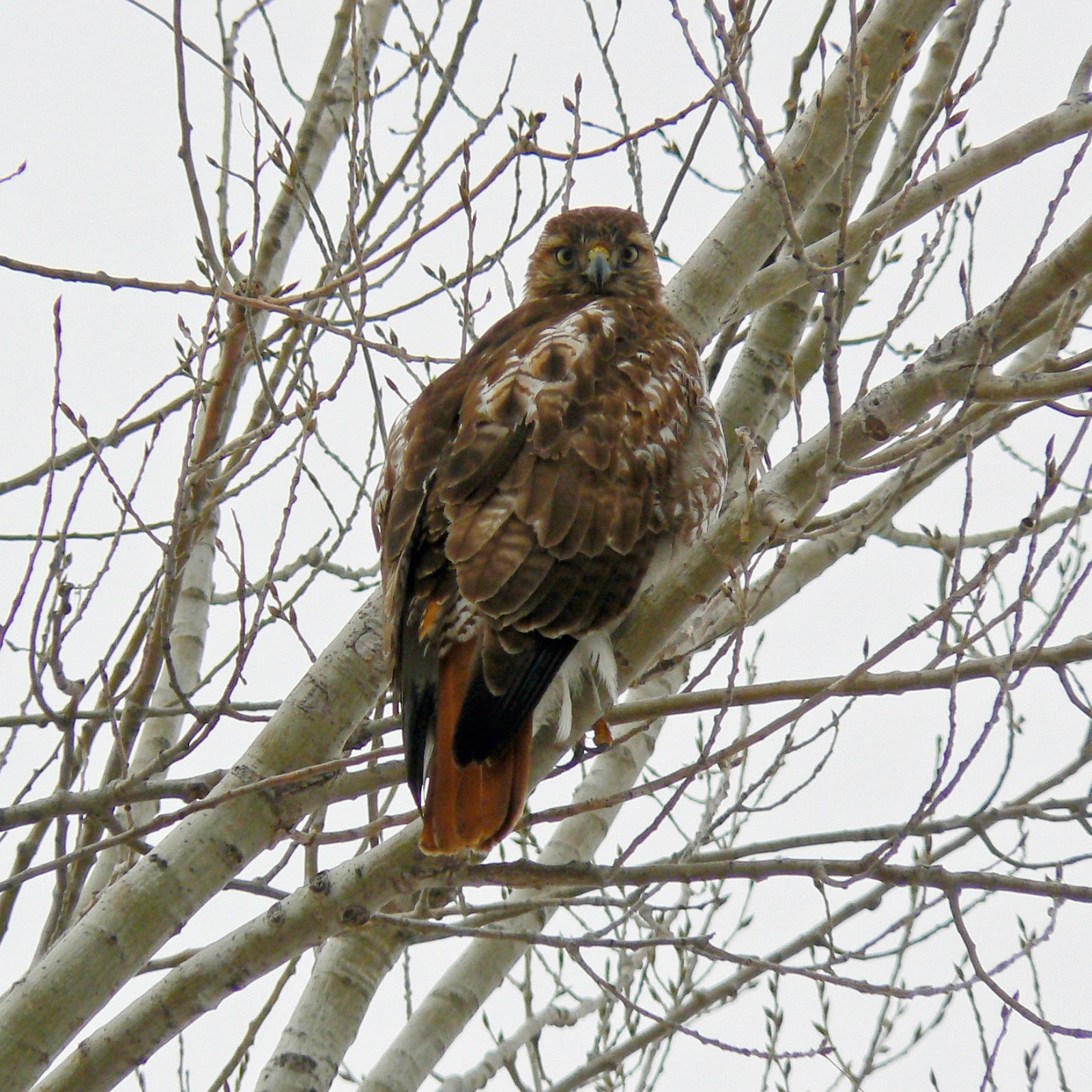 Albums 91+ Images large birds of prey in maryland Updated
