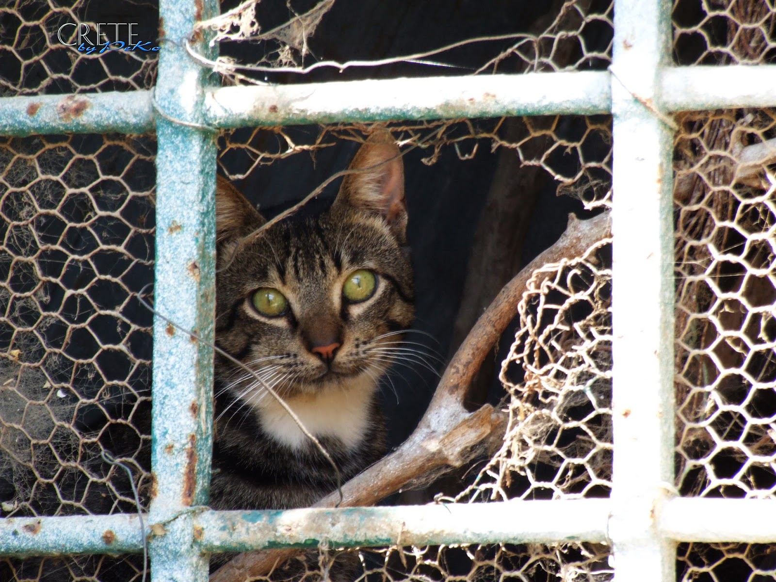 Pekos Kreta und Griechenland Blog Katzen auf Kreta Cats in Crete