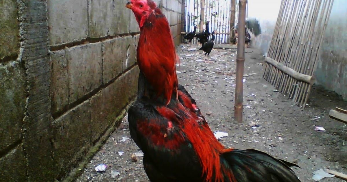  Ayam  Bangkok Batu Lapak PEMACEK PEJANTAN BATU LAPAK