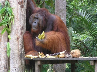 Daftar Tempat Wisata Menarik di Pulau Kalimantan Daftar Tempat Wisata Menarik di Pulau Kalimantan
