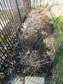 North York spring garden cleanup before by Paul Jung Gardening Services Toronto