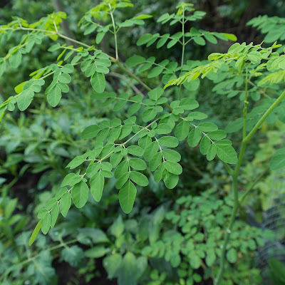 Meerrettichbaum - Moringa oleifera (Marum) - มะรุม