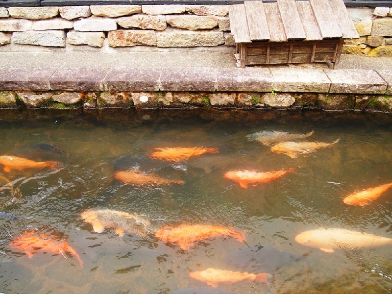Gambar Ikan Koi Jepang Berenang Selaras Di Kanal Hida-Furokawa