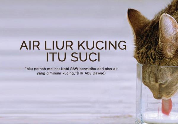 Fakta Keistimewaan Kucing Dalam Islam Islamicmedia