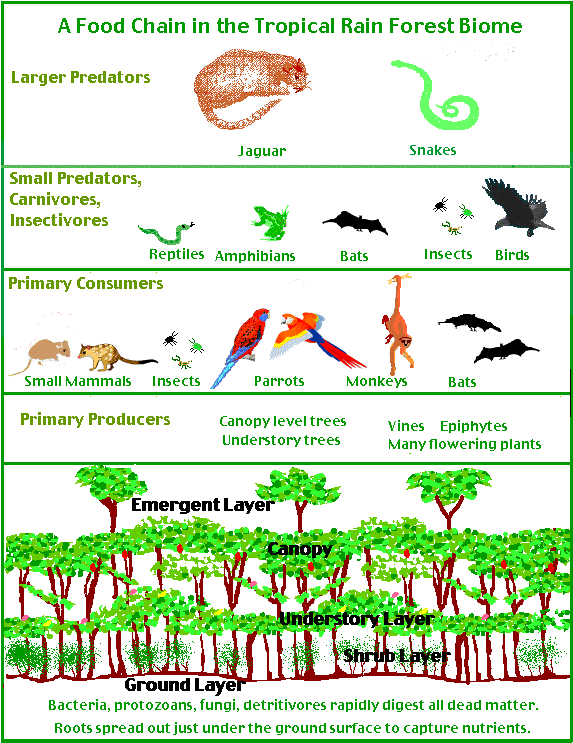 Tropical Rainforest Biome