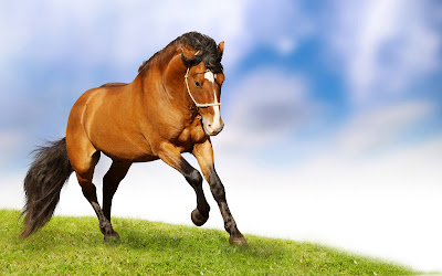 Hermoso caballo trotando por los pastizales