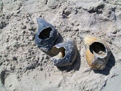 Three Shells_North Carolina_Cape Lookout