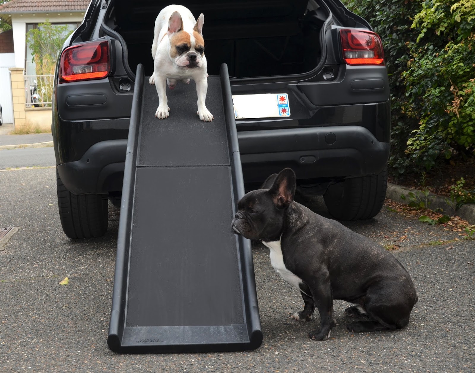 La rampe d'accès : accessoire indispensable pour prévenir les douleurs ou  soulager son chien