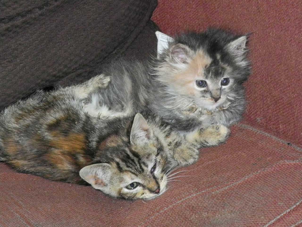 Fluffy Muffin Kitten and Friend