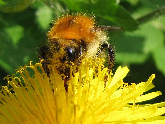 Pszczoła miodna (Apis mellifera).