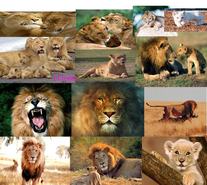 mascotas y animales: leon