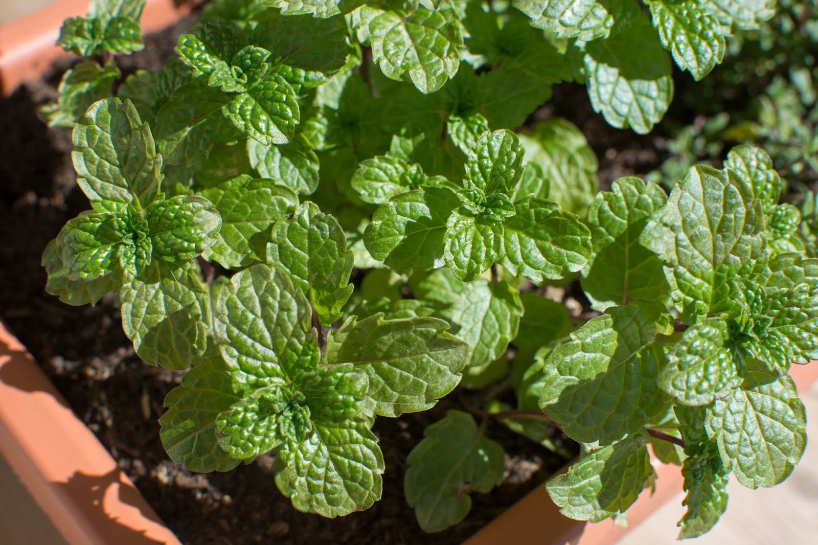 menthe-potager-balcon