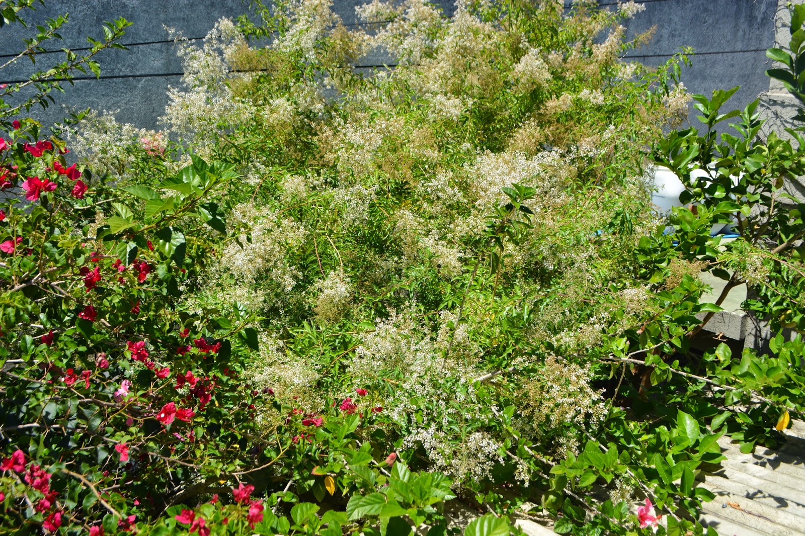 Cedrón en flor