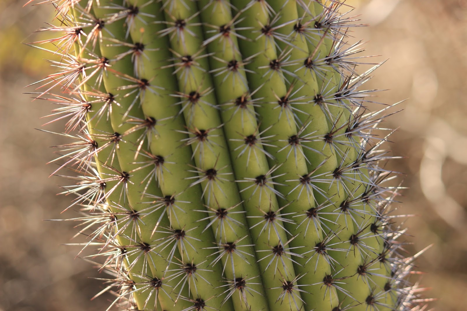 J and B and Lady Blue From Yuma, Arizona to Organ Pipe Cactus National