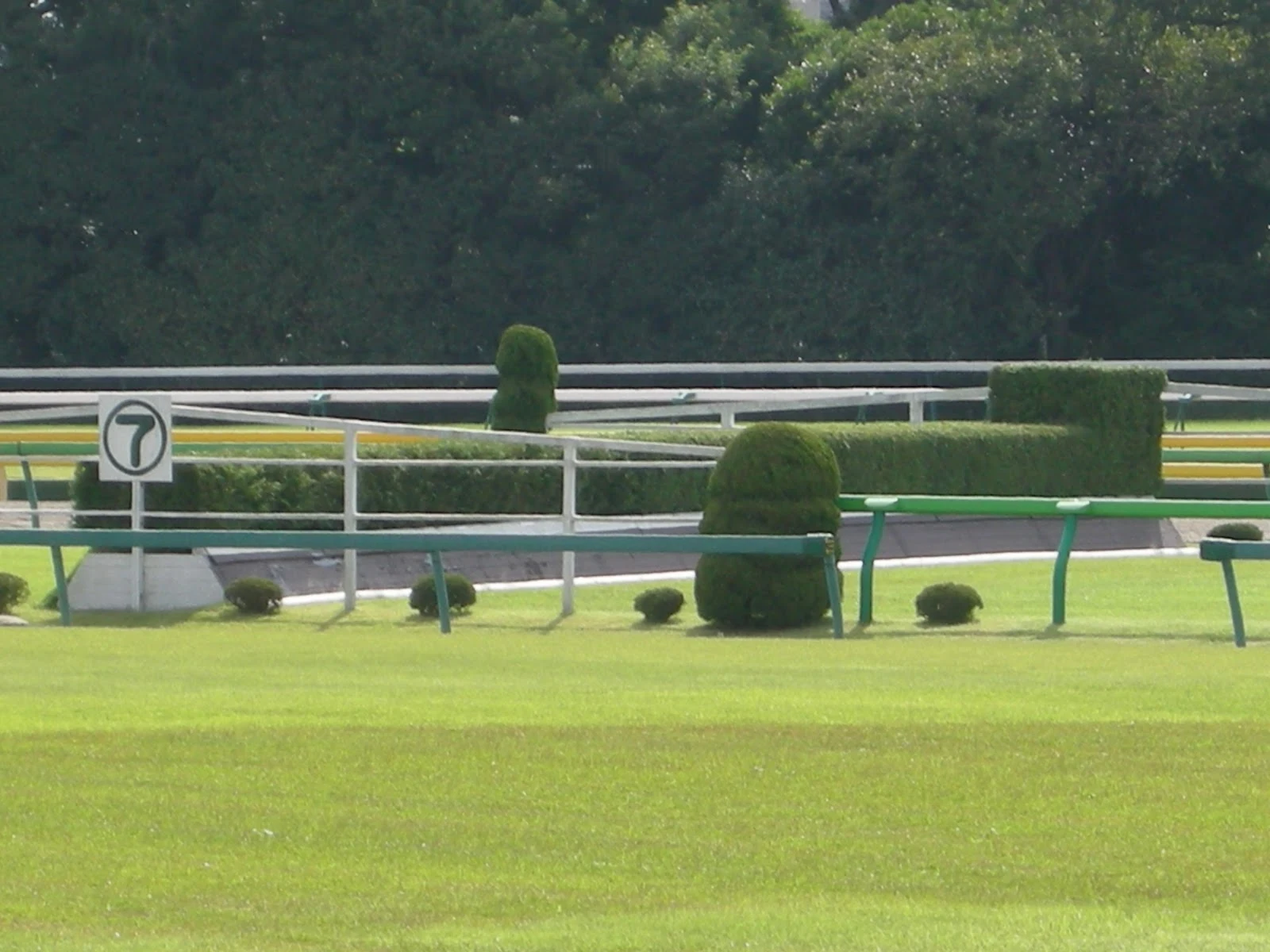 東京競馬場の芝生と柵と生け垣