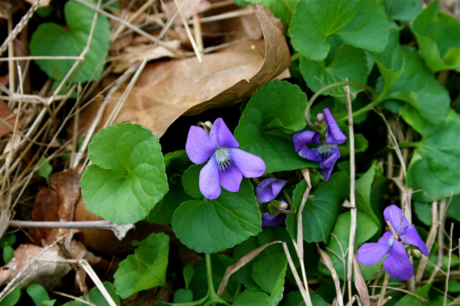 Farmwife at Midlife Kentucky Wildflowers