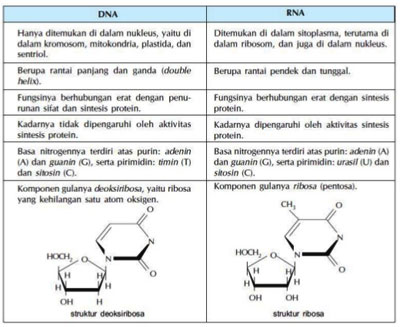 Perbedaan Dna Dan Rna Secara Kimia Dna Informasi
