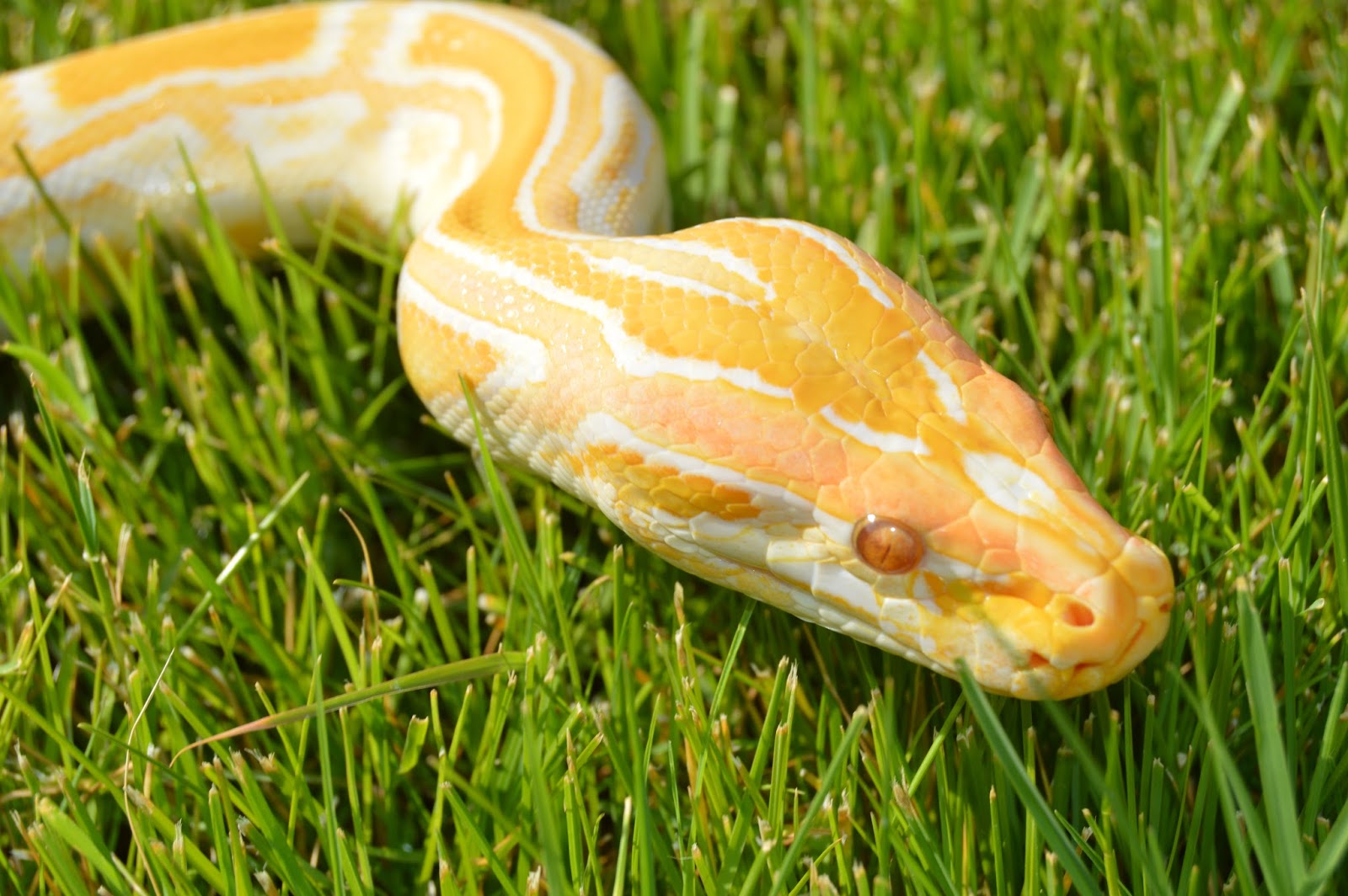 Colossal Constrictors