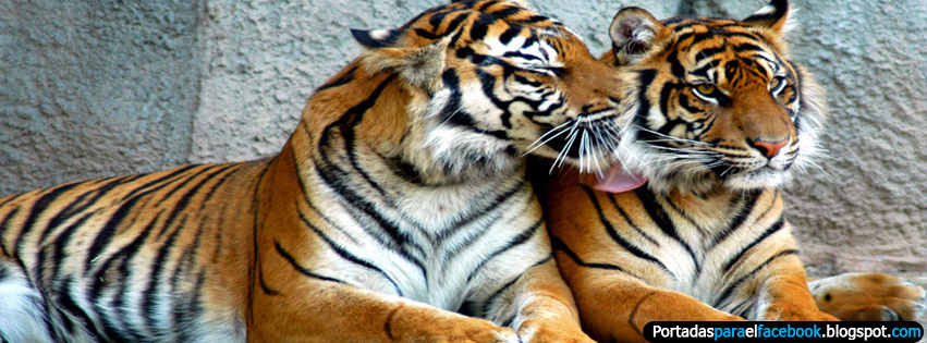 Imagenes de tigres para el FaceBook - Imagui
