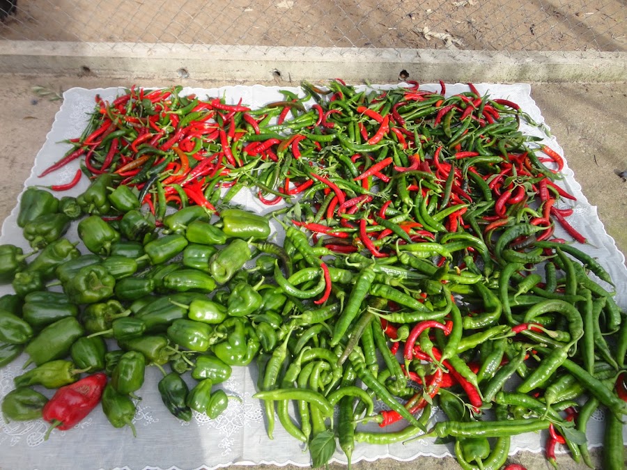 COSECHA DE PIMIENTOS ITALIANOS, CUATRO CARAS, DE COLGAR