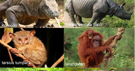 Indonesia Foundation Binatang  Langka  Asli Indonesia Yang  