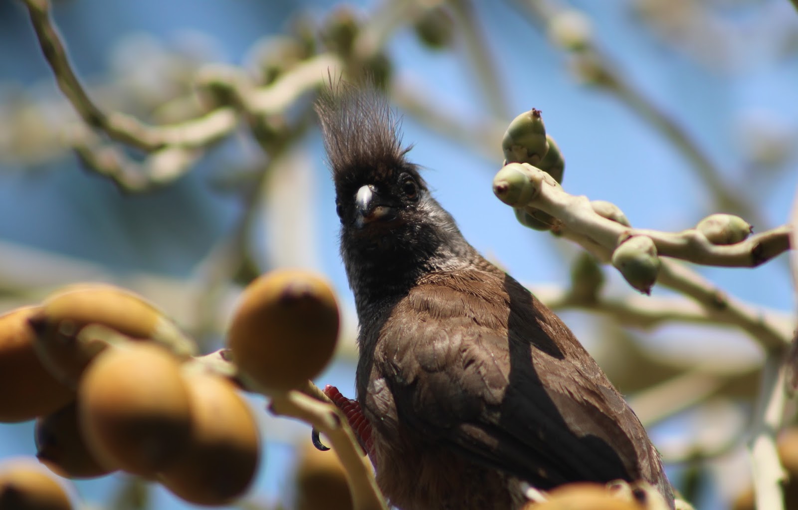 MilesIsland Mohawk Bird