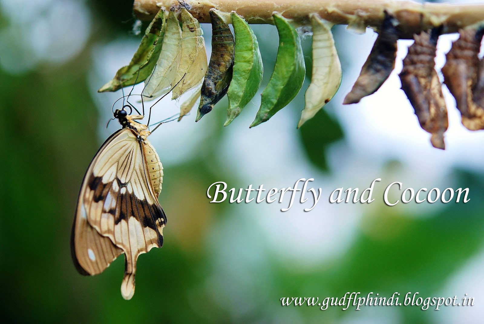 GUDFLP HINDI Butterfly और Cocoon Power of Struggle