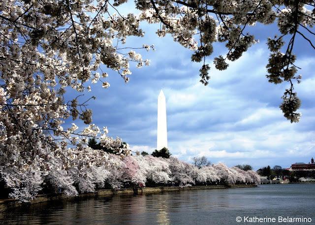 Capture the Colour White - Washington D.C. Tidal Basin Cherry Blossoms and Washington Monument