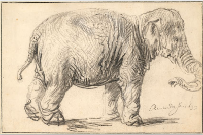 An elephant Rembrandt