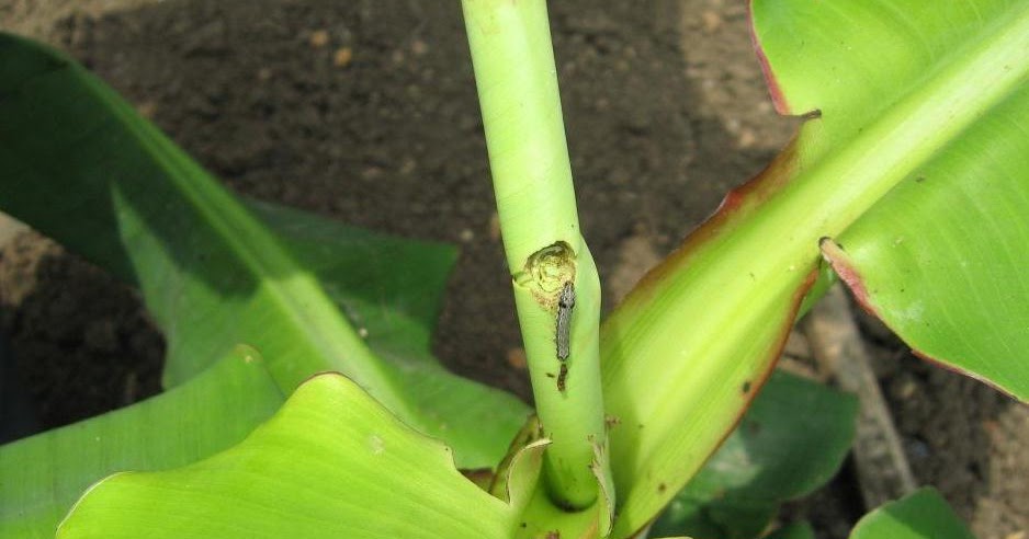 Anand Daunde's Blog: Cut worms on banana