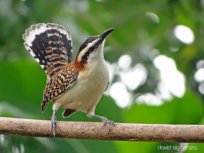 Bellas Aves de El Salvador: Campylorhynchus rufinucha (guacalchía ...