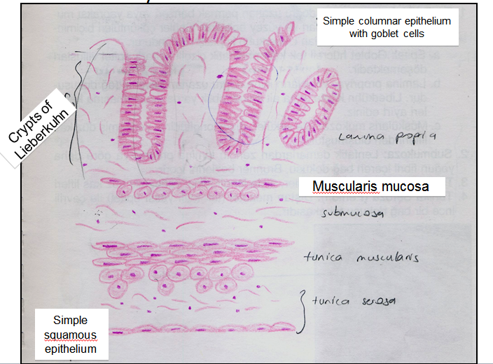 Gastrointestinal System