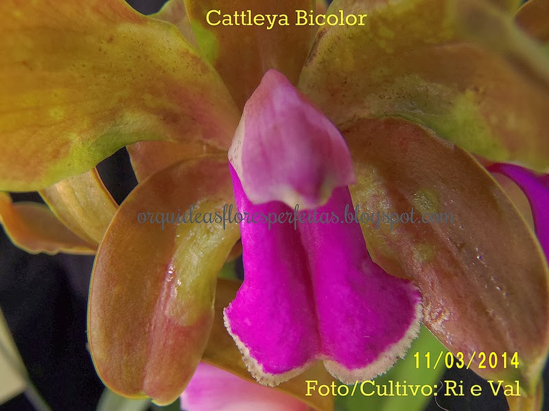 ORQUÍDEAS FLORES PERFEITAS: Aniversário (Parte III) Cattleya bicolor