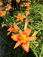 Tiger Lilies 