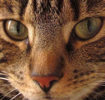 Green-eyed tabby cat