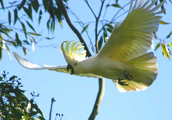 Beautiful Cockatoo Facts & Info 2 Beautiful Cockatoo Facts & Info 1