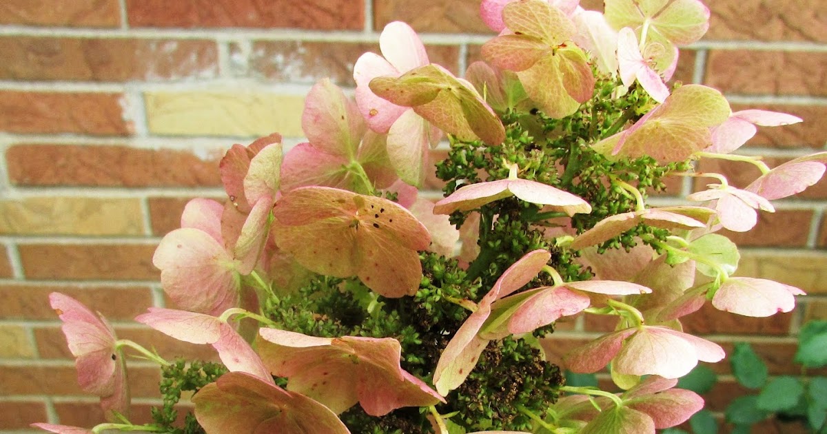 Backyard Blooms a Summer Garden Tour Rustic & Refined