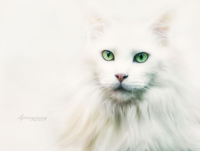 Photography  Mikey Cat feline white deaf green eyes animal