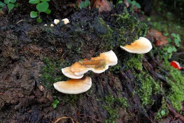 Mushrooms grown on the tree