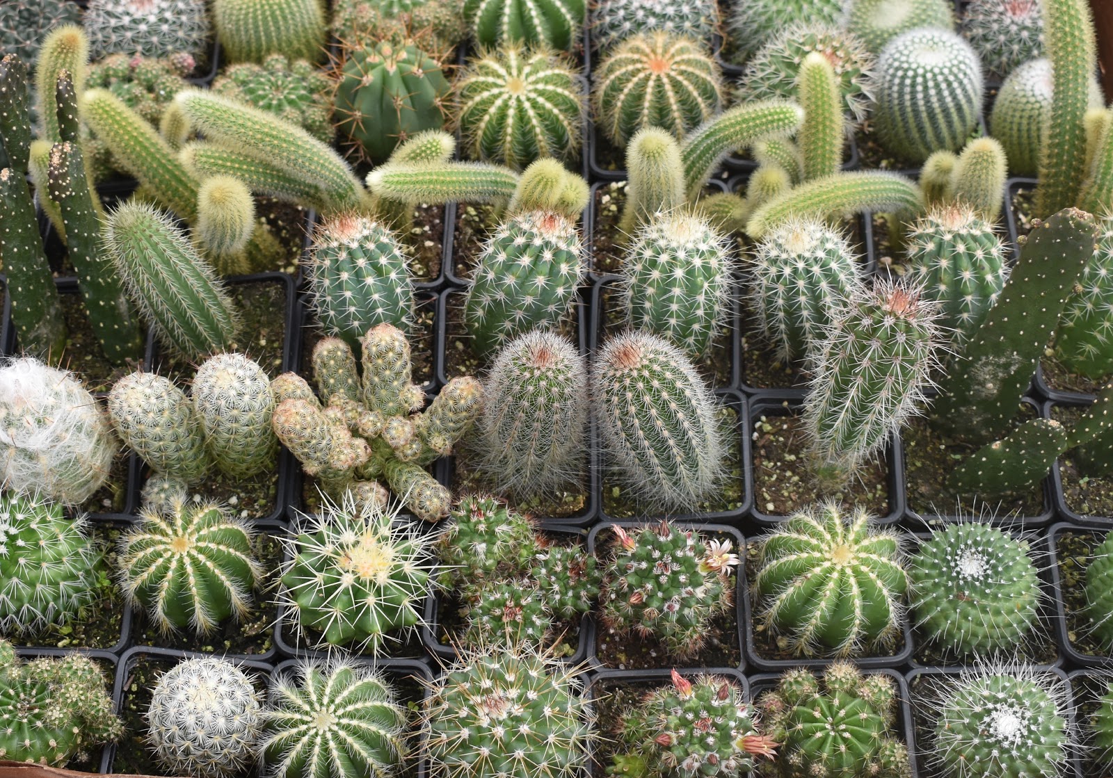 а. графическая методика кактус м. маммиллярия эхинокактус. склерокактус блейна. панфиловой.