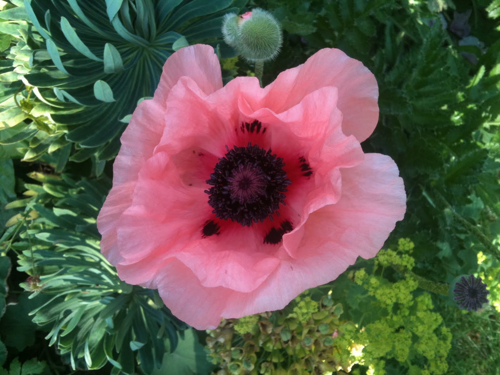 Langar Hall Flowers in June
