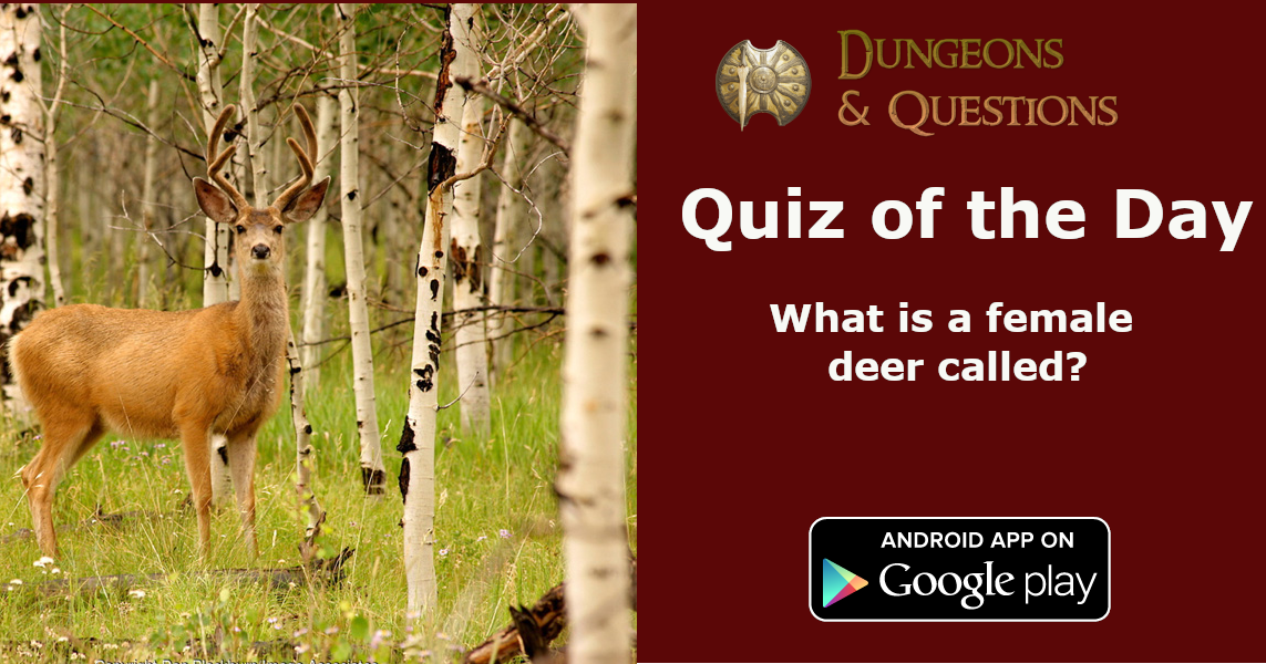 what is a female deer called