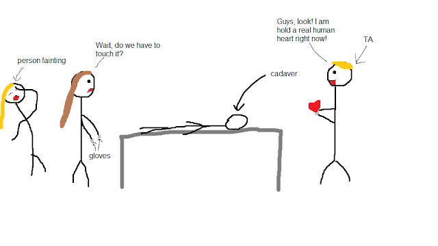 As Told By Simba: Journey Through Anatomy