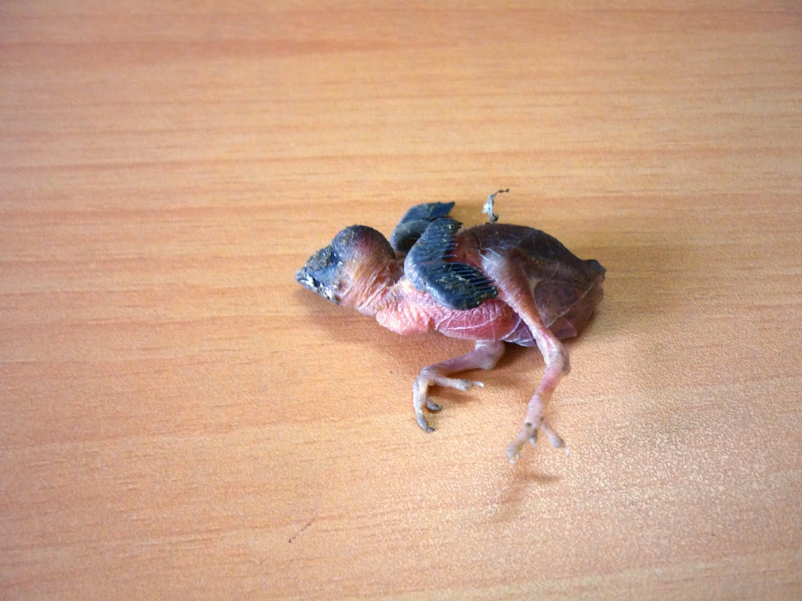 Views from the Pulpit My Feathered Friends