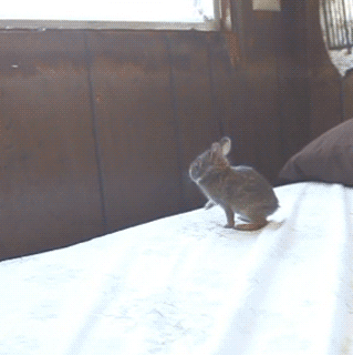 Marras Stuff: 99 Gifs Volumen 14 (Impresionantes, raros, divertidos y ...