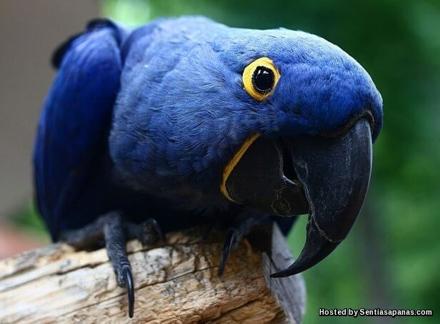 Burung Hyacinth Macaw