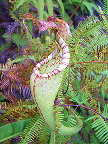 nepenthes-maxima.jpg