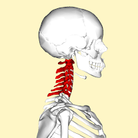 Cervical vertebrae (tulang tengkuk) Cervical vertebrae (tulang tengkuk)