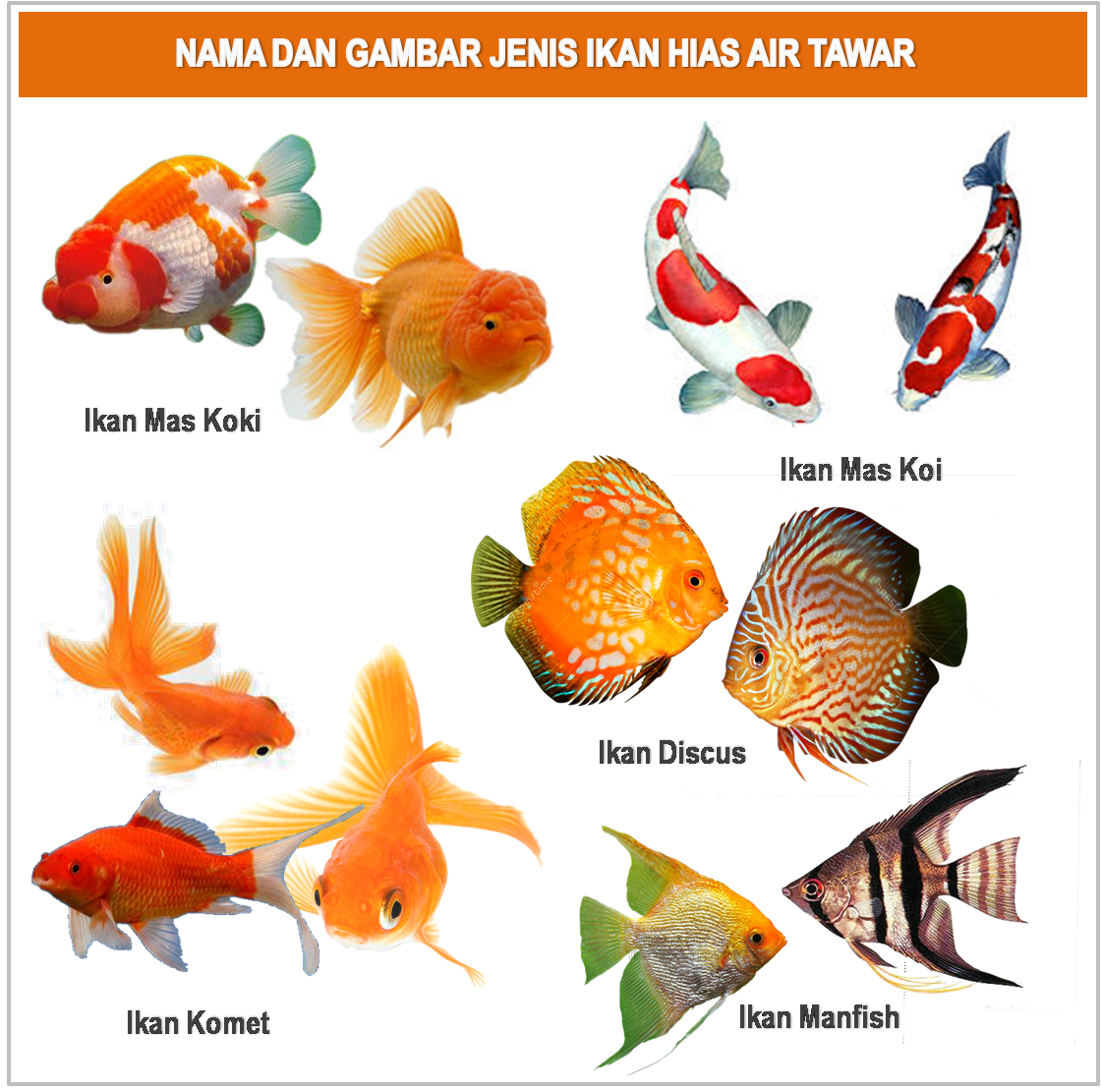 10. MACAMMACAM IKAN HIAS YANG BIASA DI BUDIDAYAKAN